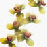 Green Orchids Floral Art Print